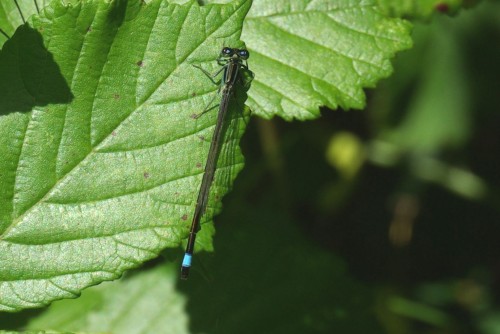 Ischnura elegans - Agrion élégant 2 - Brenne08.jpg